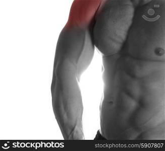 Muscular male torso with shoulders selected on white background. bodybuilder