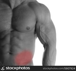 Muscular male torso with stomach selected on white background. stomach