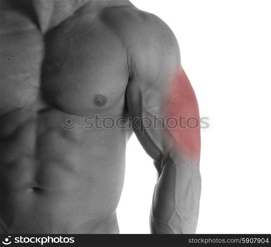 Muscular male torso with triceps selected on white background. bodybuilder