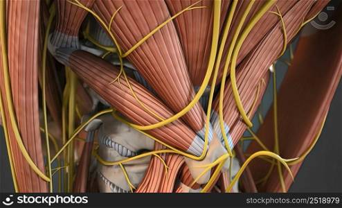 Muscular System complete , camera rotation showing all the muscles. 3d illustration. Muscular System complete , camera rotation showing all the muscles.