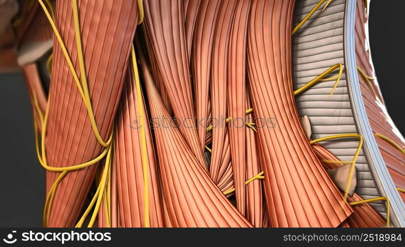 Muscular System complete , camera rotation showing all the muscles. 3d illustration. Muscular System complete , camera rotation showing all the muscles.