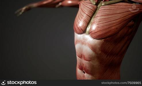 Muscular System of human body animation