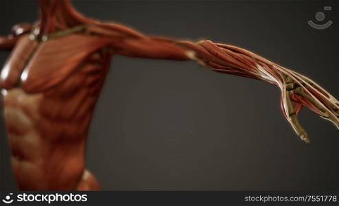 Muscular System of human body animation