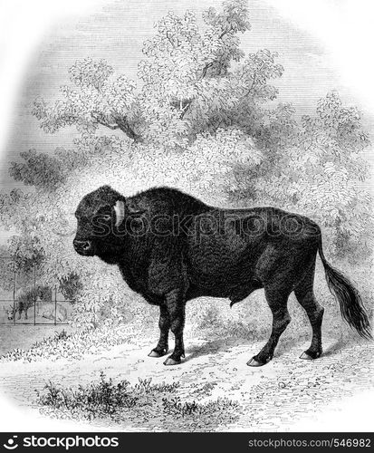 Museum of Natural History in Paris, The Taurus Azores, vintage engraved illustration. Magasin Pittoresque 1861.