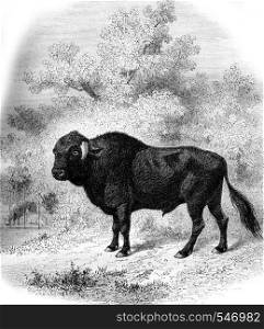 Museum of Natural History in Paris, The Taurus Azores, vintage engraved illustration. Magasin Pittoresque 1861.