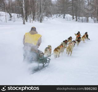 musher hiding behind sleigh at sled dog race on snow in winter