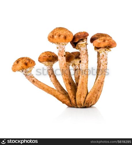 Mushroom a honey agaric on a white background
