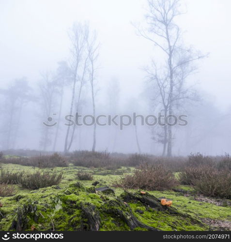 mushroom and silhouettes of trees in fog on heath with other trees in the background