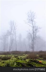 mushroom and silhouettes of trees in fog on heath with other trees in the background