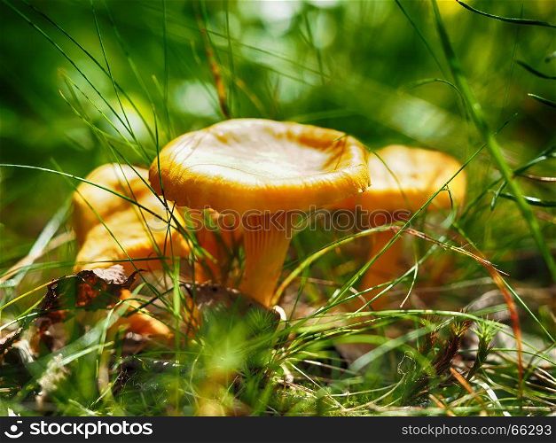 Mushroom chanterelle in the forest