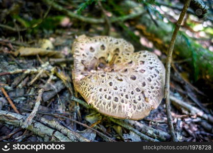 Mushroom closeup view in a mountain forest. Haute Savoie, France. Mushroom closeup view in a forest