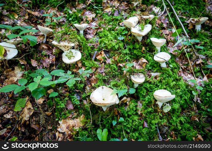 Mushroom closeup view in a mountain forest. Haute Savoie, France. Mushroom closeup view in a forest