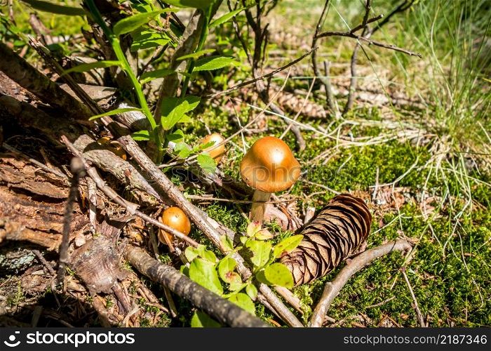 Mushroom closeup view in a mountain forest. Haute Savoie, France. Mushroom closeup view in a forest