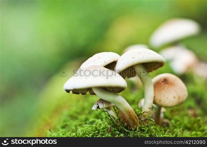 mushroom,forest,wood,group,white,green,background,bokeh,painted,colorful,idyll,flora,small,. mushroom