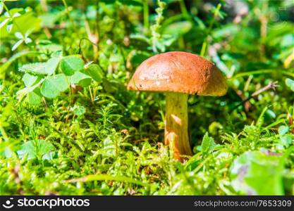 Mushroom fungus boletus in moss and green grass in forest