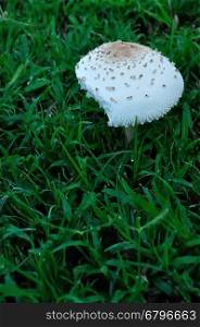 Mushroom growing in the garden