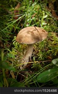 Mushroom growing on green autumn forest moss background