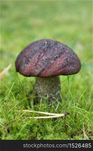 Mushroom growing on green autumn grass and moss background
