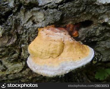 Mushroom growing on the fallen tree in summer forest
