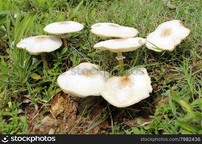 Mushroom growing on the grass