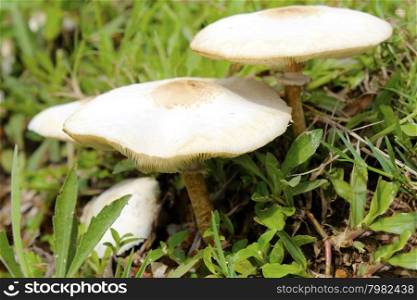 Mushroom growing on the grass