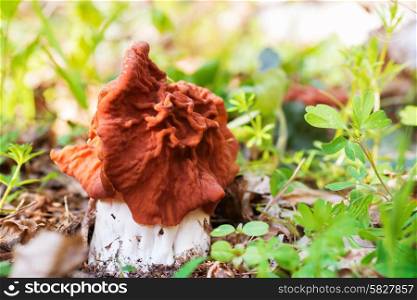Mushroom (Gyromitra esculenta) in the forest. Macro shot
