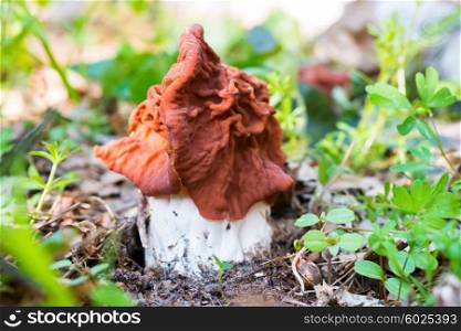 Mushroom (Gyromitra esculenta) in the forest. Macro shot