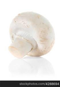 mushroom hampignon isolated