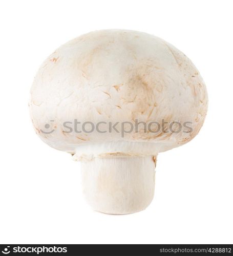 mushroom hampignon isolated