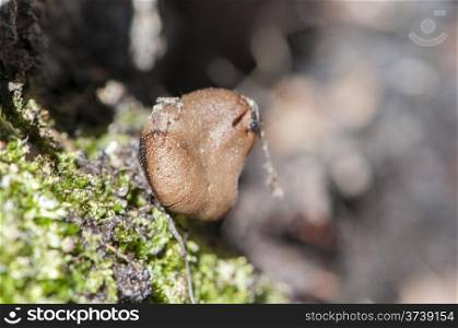 mushroom hidden in a tree surrounded by moss