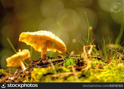 mushroom in a forest in back light