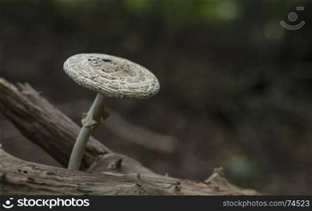 mushroom in autum forest in holland on a tree