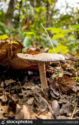 mushroom in the fall in a forest