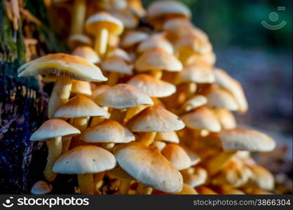 mushroom in the fall in a forest