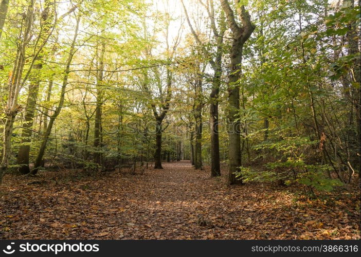 mushroom in the fall in a forest