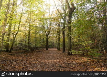 mushroom in the fall in a forest