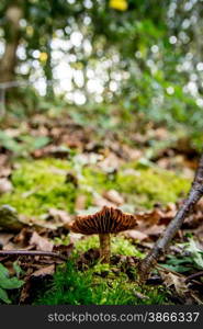 mushroom in the fall in a forest