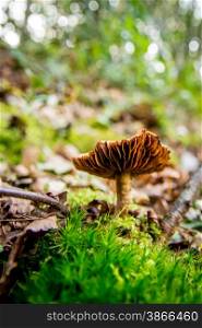 mushroom in the fall in a forest