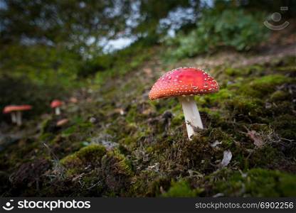 mushroom in the fall in the forest