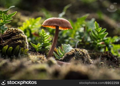 mushroom in the fall in the forest