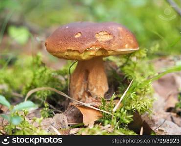 mushroom in the forest. mushroom