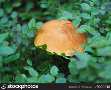 mushroom in the forest. mushroom