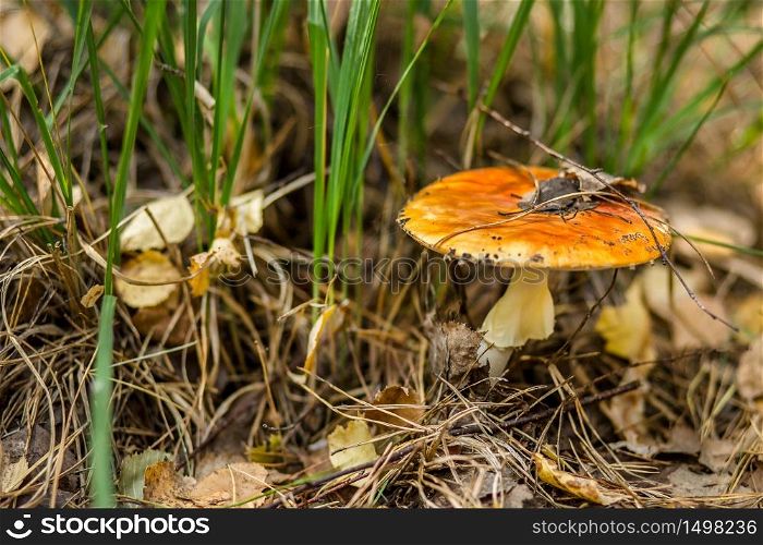 Mushroom in the grass, sunny day in the forest.. Mushroom in the grass.