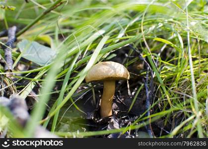mushroom in the grass under the bir