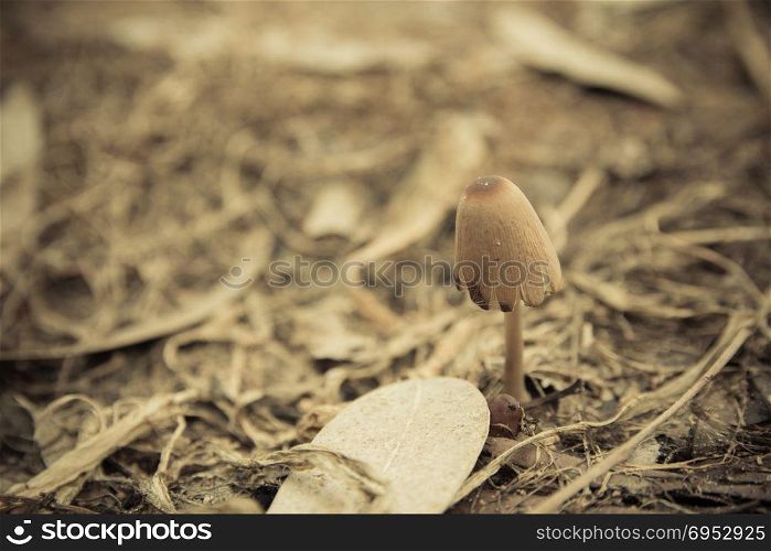 Mushroom in the ground. Mushroom in the ground - Close up.