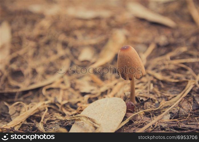 Mushroom in the ground. Mushroom in the ground - Close up.