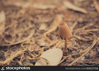 Mushroom in the ground. Mushroom in the ground - Close up.