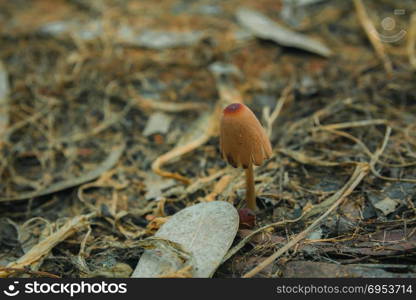 Mushroom in the ground. Mushroom in the ground - Close up.