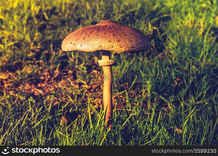 Mushroom in the wild at sunset