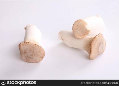 mushroom isolated in white background